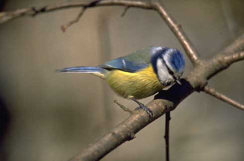Cinciarella (foto archivio Muse)