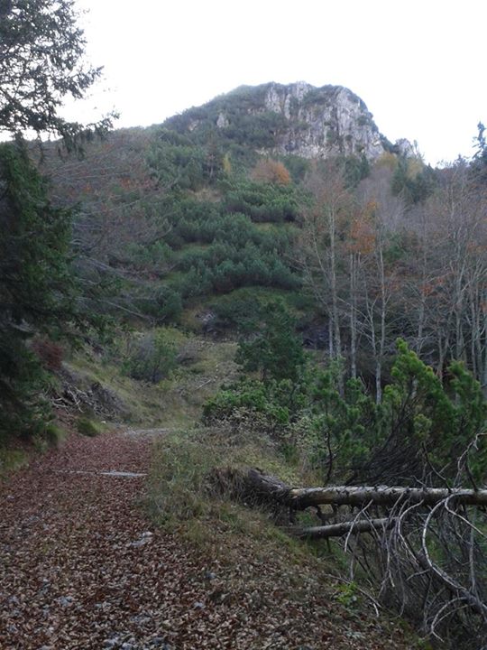 Porzioni di mugheta nel territorio di Bondone