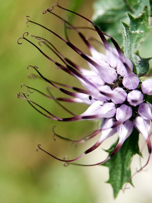 Raponzolo di roccia (Physoplexis comosa)