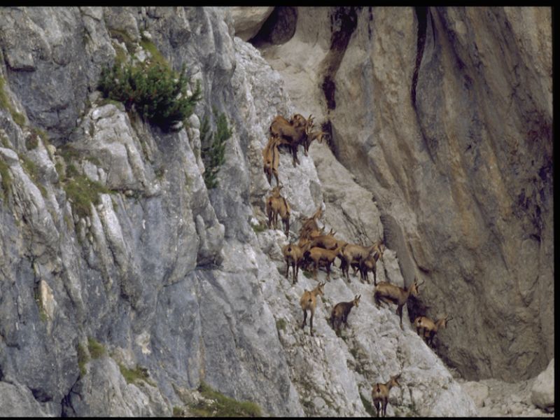 Camoscio (Rupicapra rupicapra)