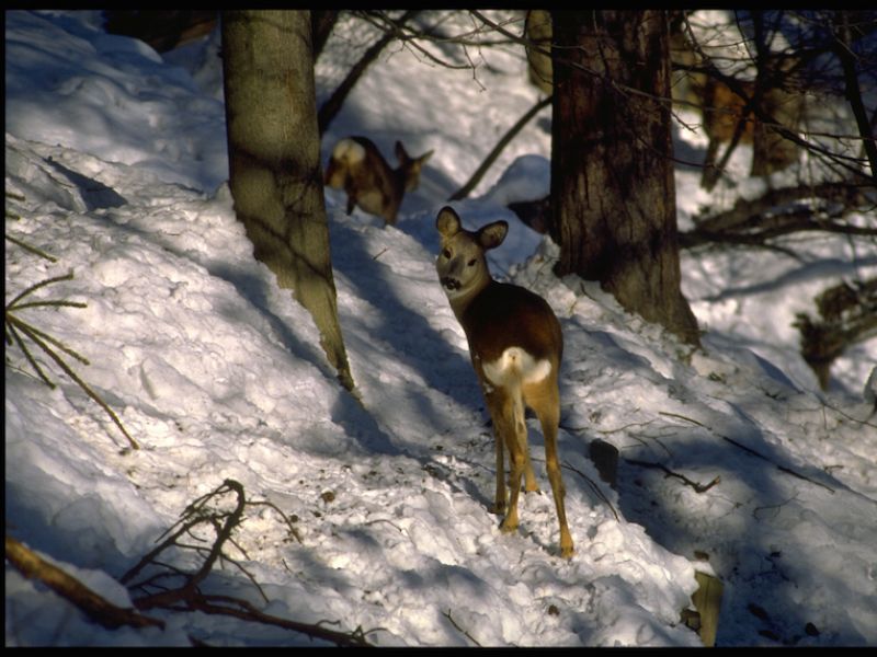 Capriolo (Capreolus capreolus)