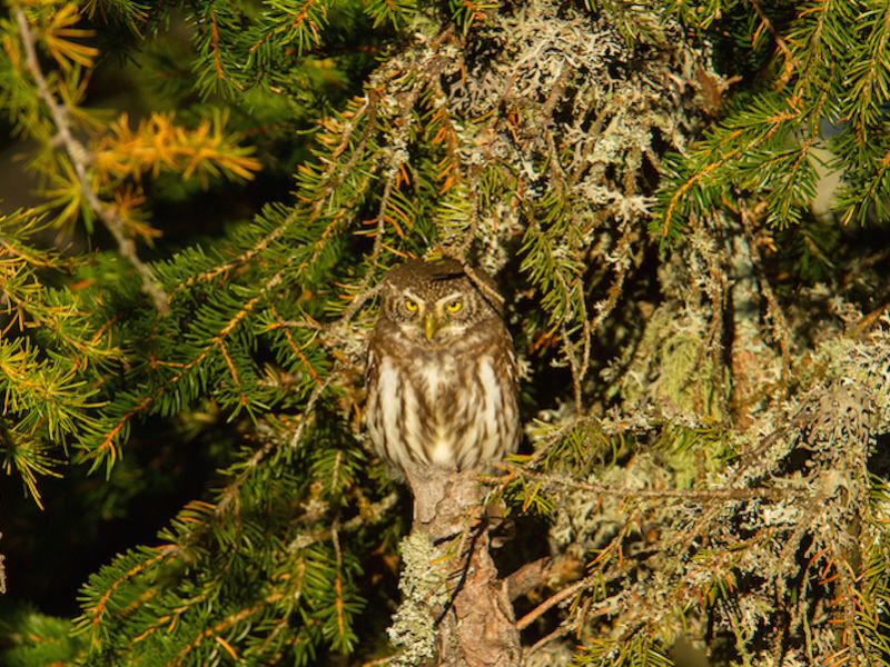 Civetta nana (Glaucidium passerinum)