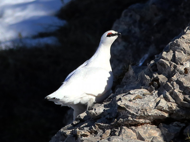 Pernice bianca (Lagopus mutus)