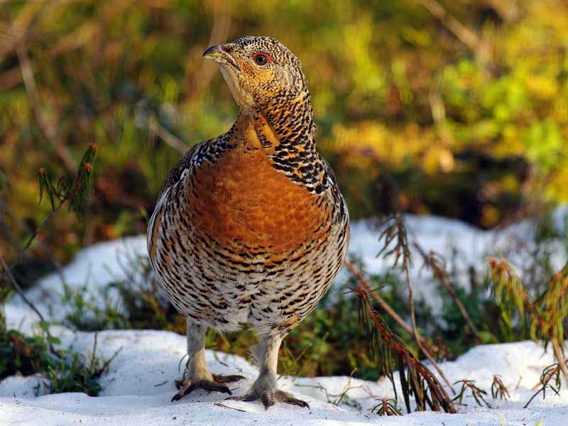 Western capercaillie (Tetrao urogallus)
