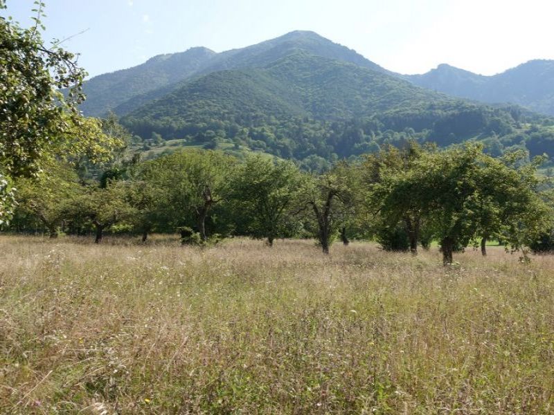 L'antico frutteto di Dai