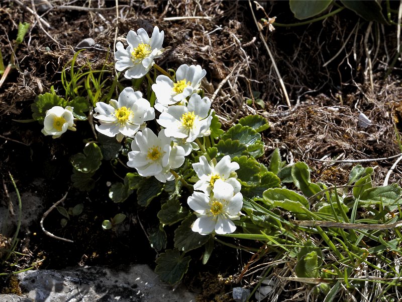 Ranuncolo bilobato (Ranunculus bilobus)